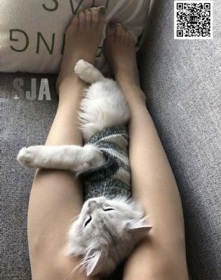 无与伦比的发布会